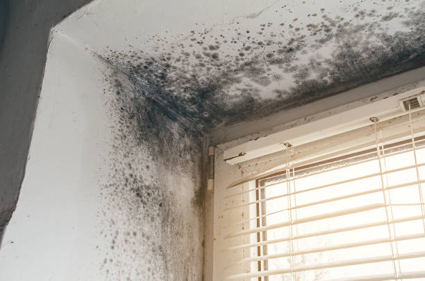 Affordable Basement Mold Removal solutions in Loysville, PA