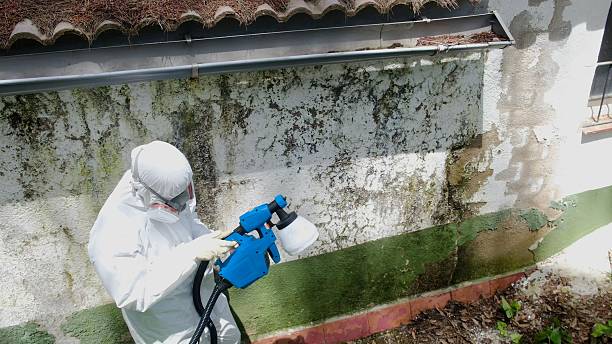 Trusted Attic Mold Removal service in Loysville, PA - Cheap Mold Removal
